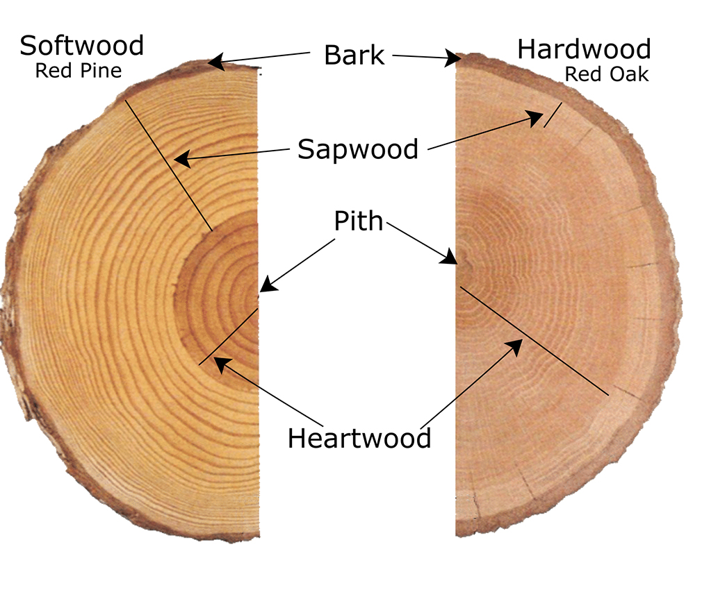 Parts of the tree trunk